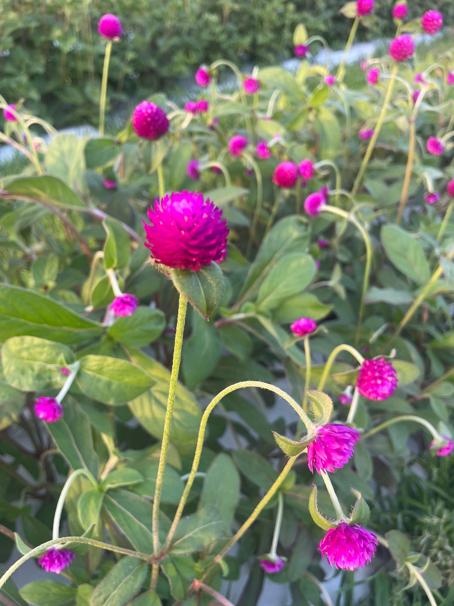 GOMPHRENA globosa Audray