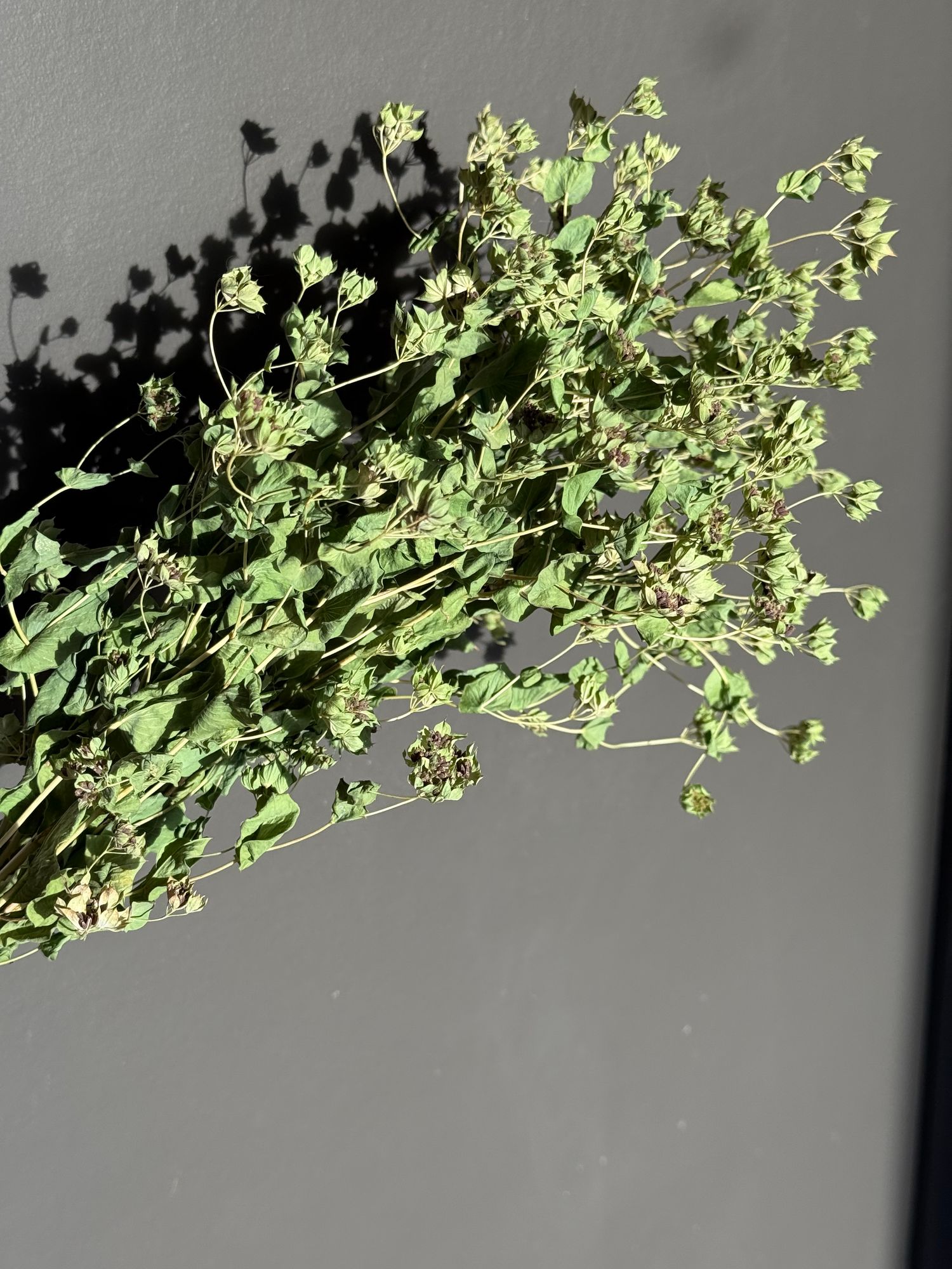 BUPLEURUM griffithii Green Gold