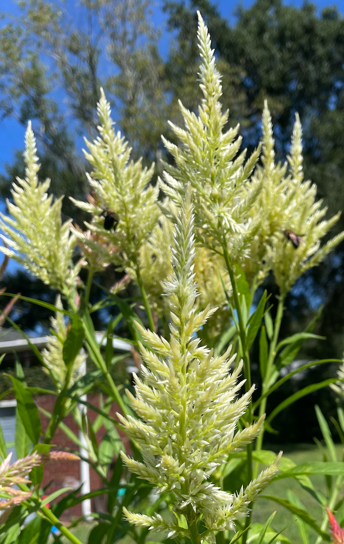 CELOSIA argentea var. spicata Shimmer