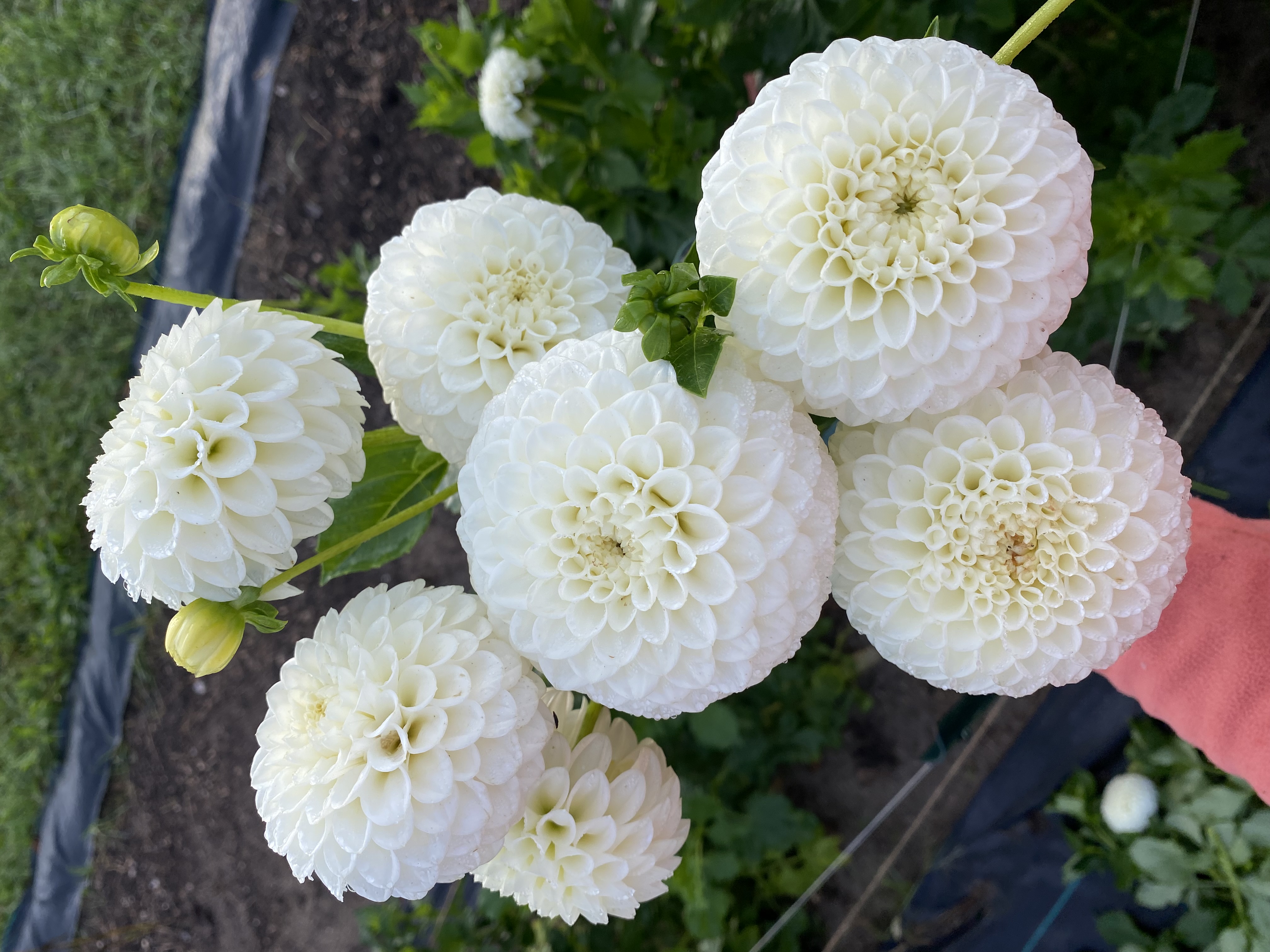 DAHLIA Ryecroft Jan
