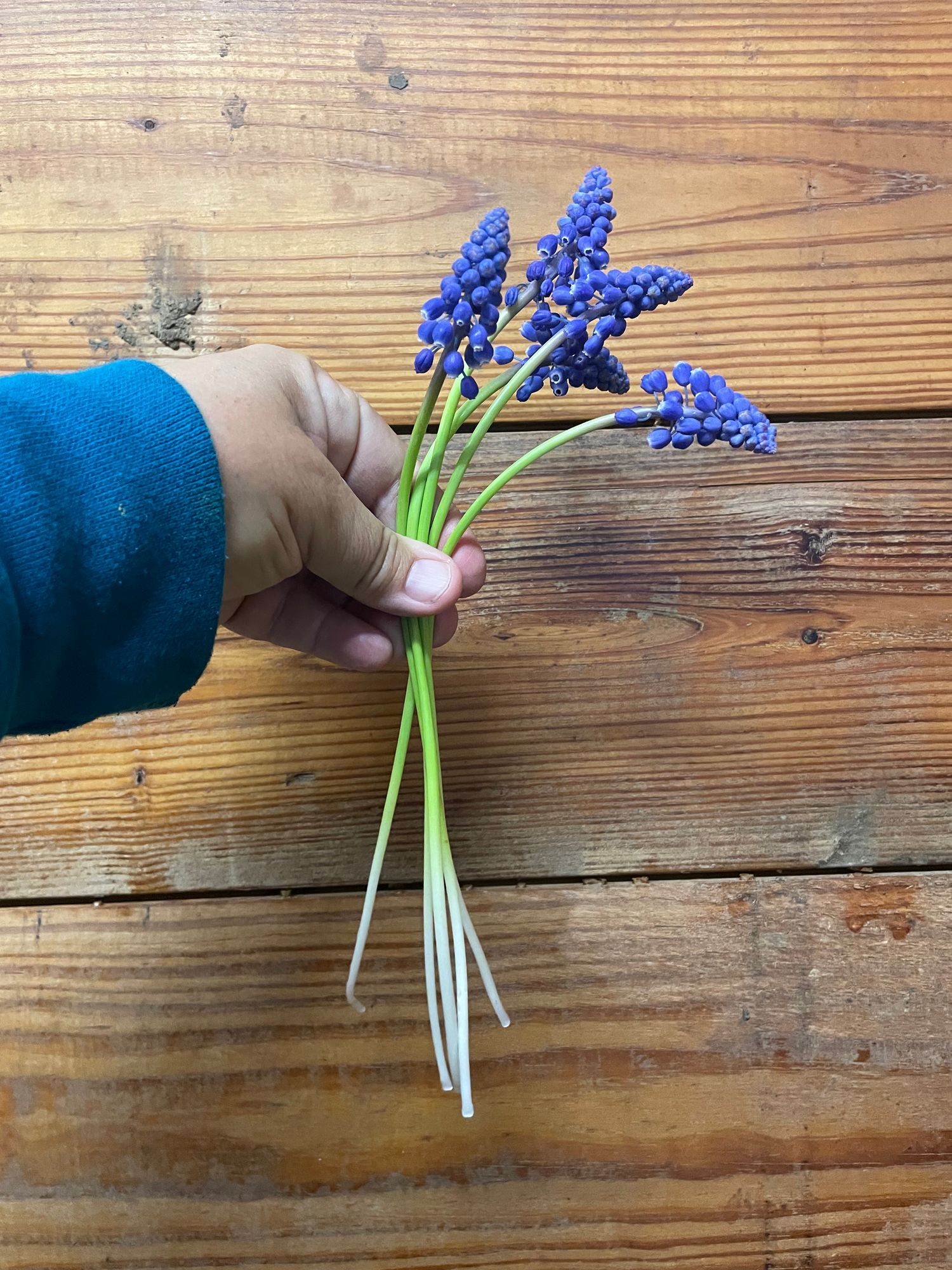 MUSCARI aucheri Ocean Magic