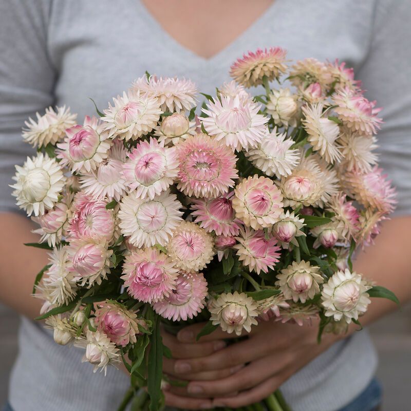 XEROCHRYSUM bracteatum Silvery Rose