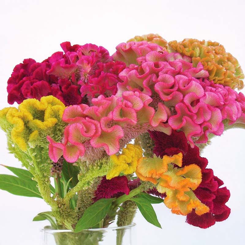 CELOSIA argentea var. cristata Supercrest