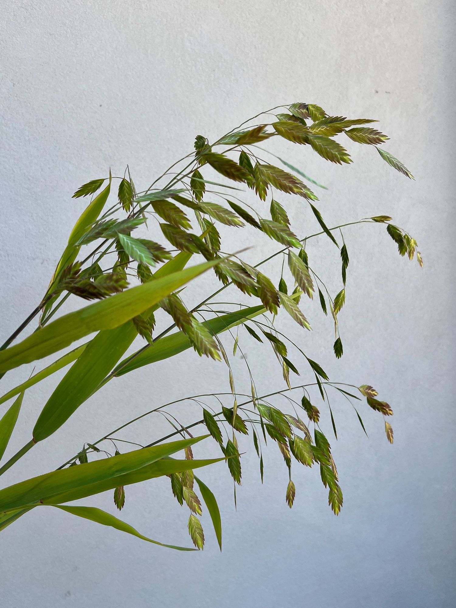 CHASMANTHIUM latifolium