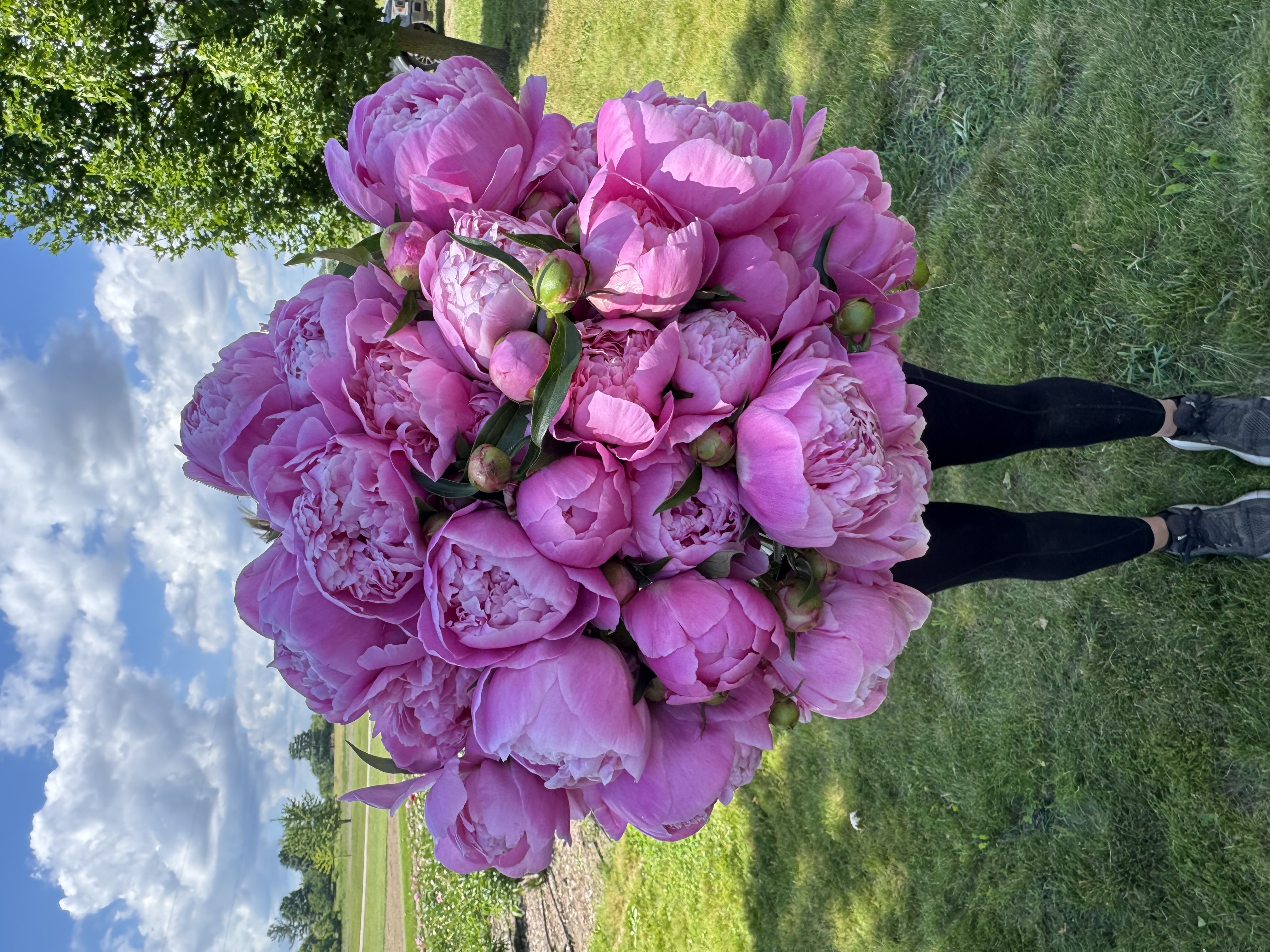 PAEONIA lactiflora Dr. Alexander Fleming