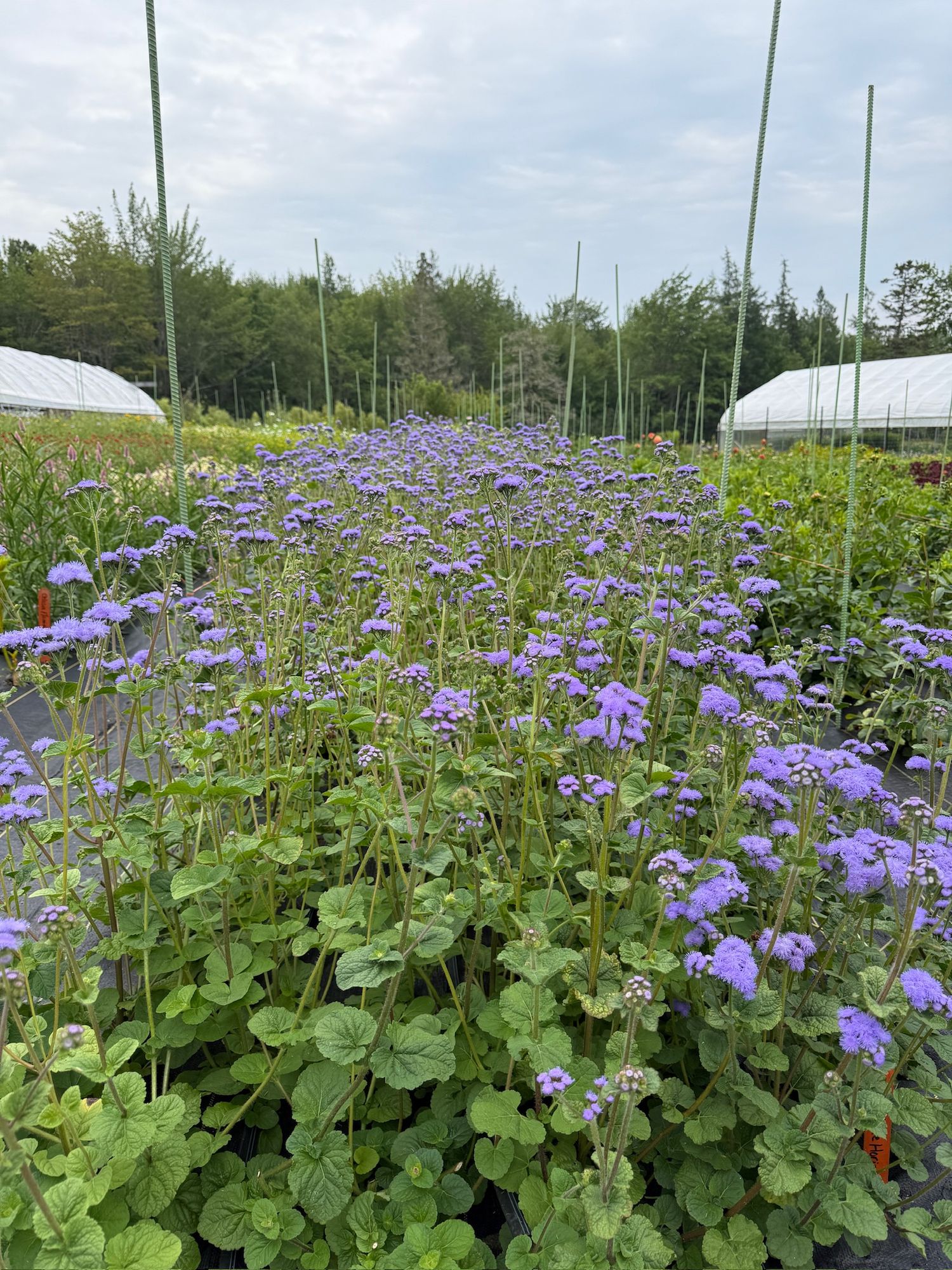 AGERATUM houstonianum Blue Horizon