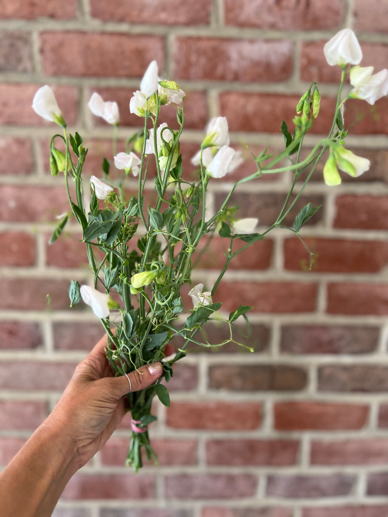 LATHYRUS odoratus