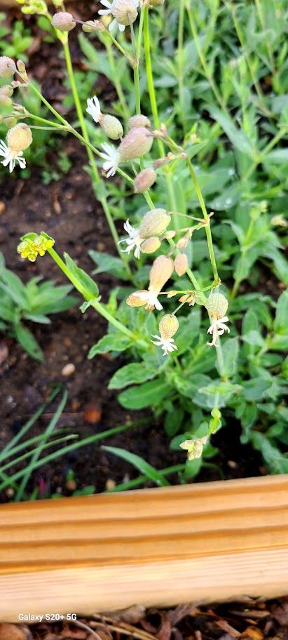 SILENE vulgaris Blushing Lanterns