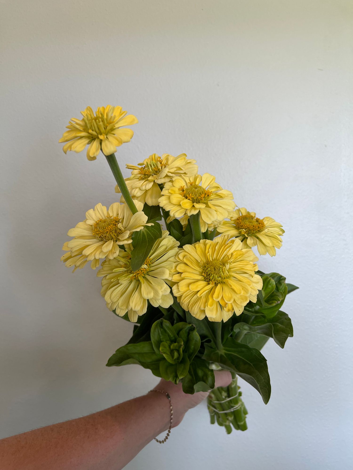 ZINNIA elegans Giant Dahlia Creamy Yellow