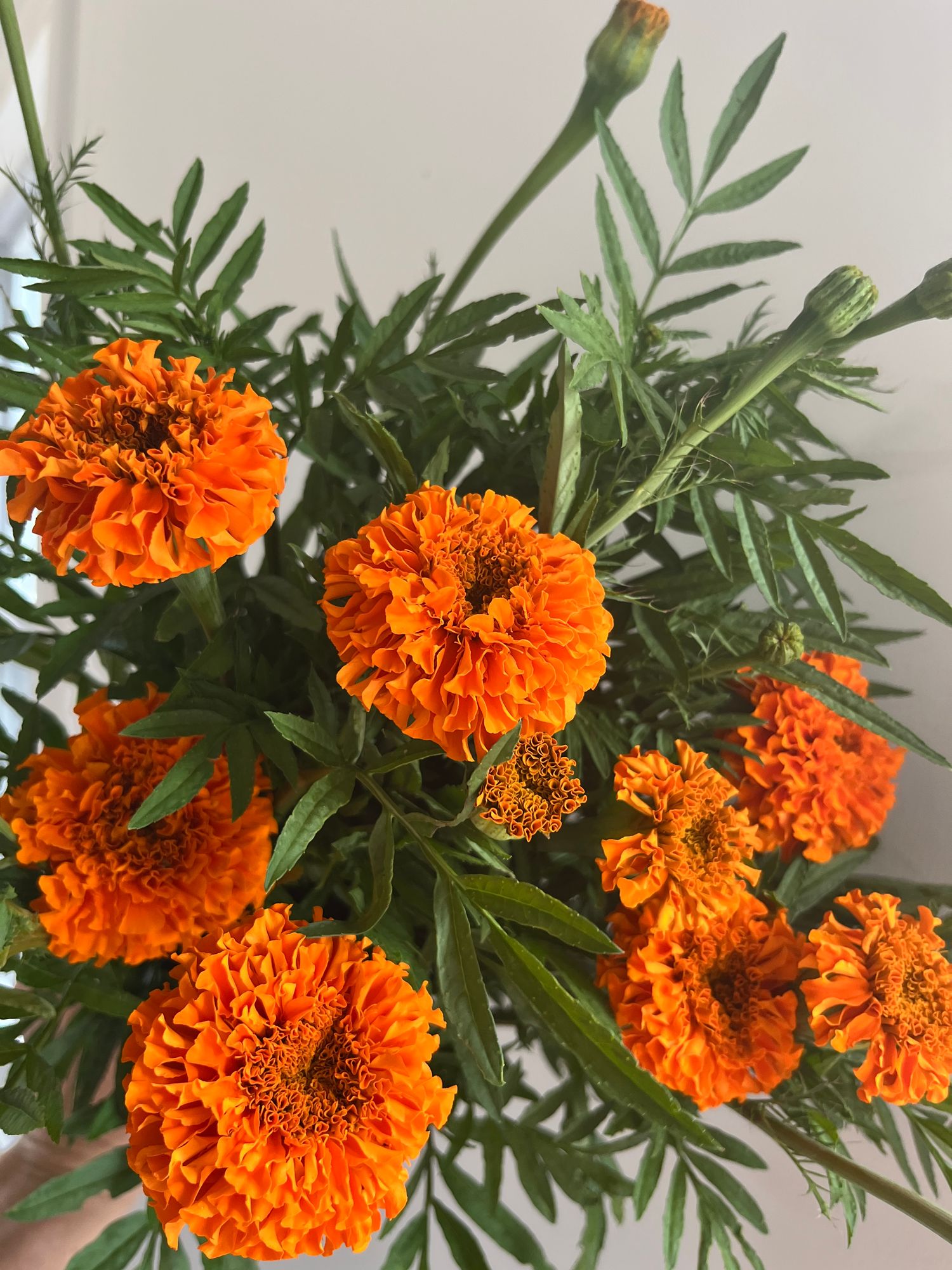 TAGETES erecta Xochi Orange