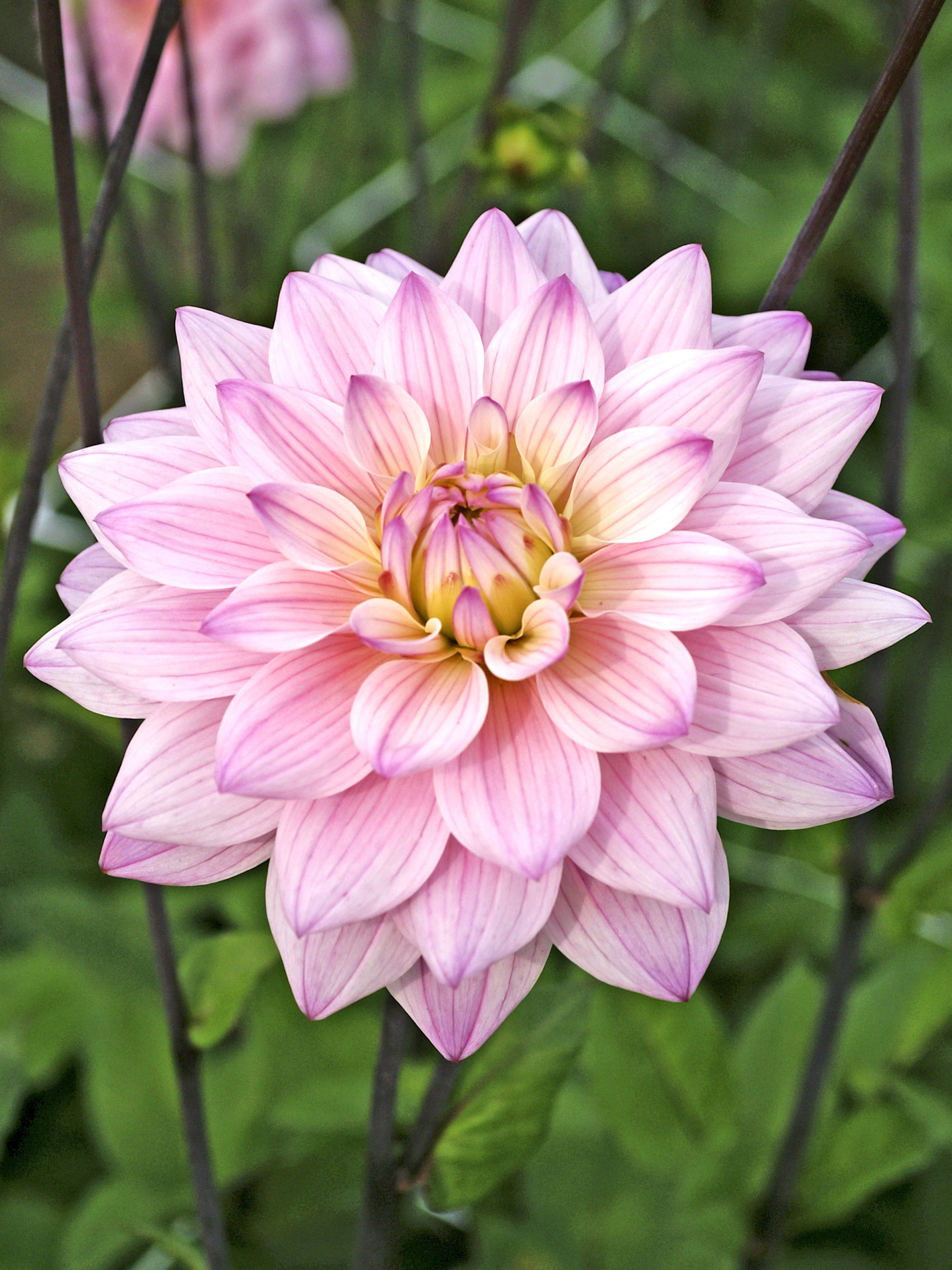 DAHLIA Karma Prospero