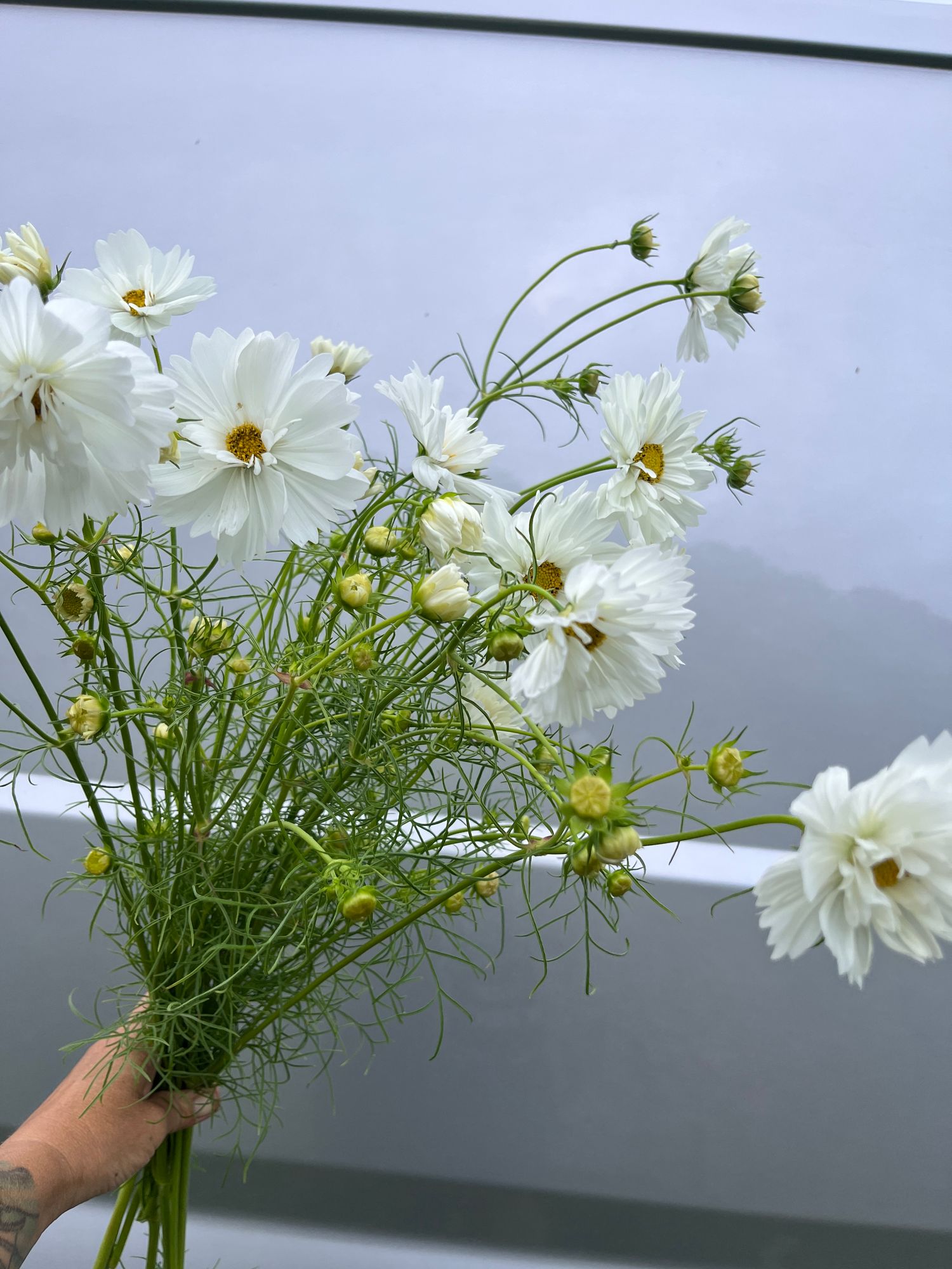 COSMOS bipinnatus Fizzy