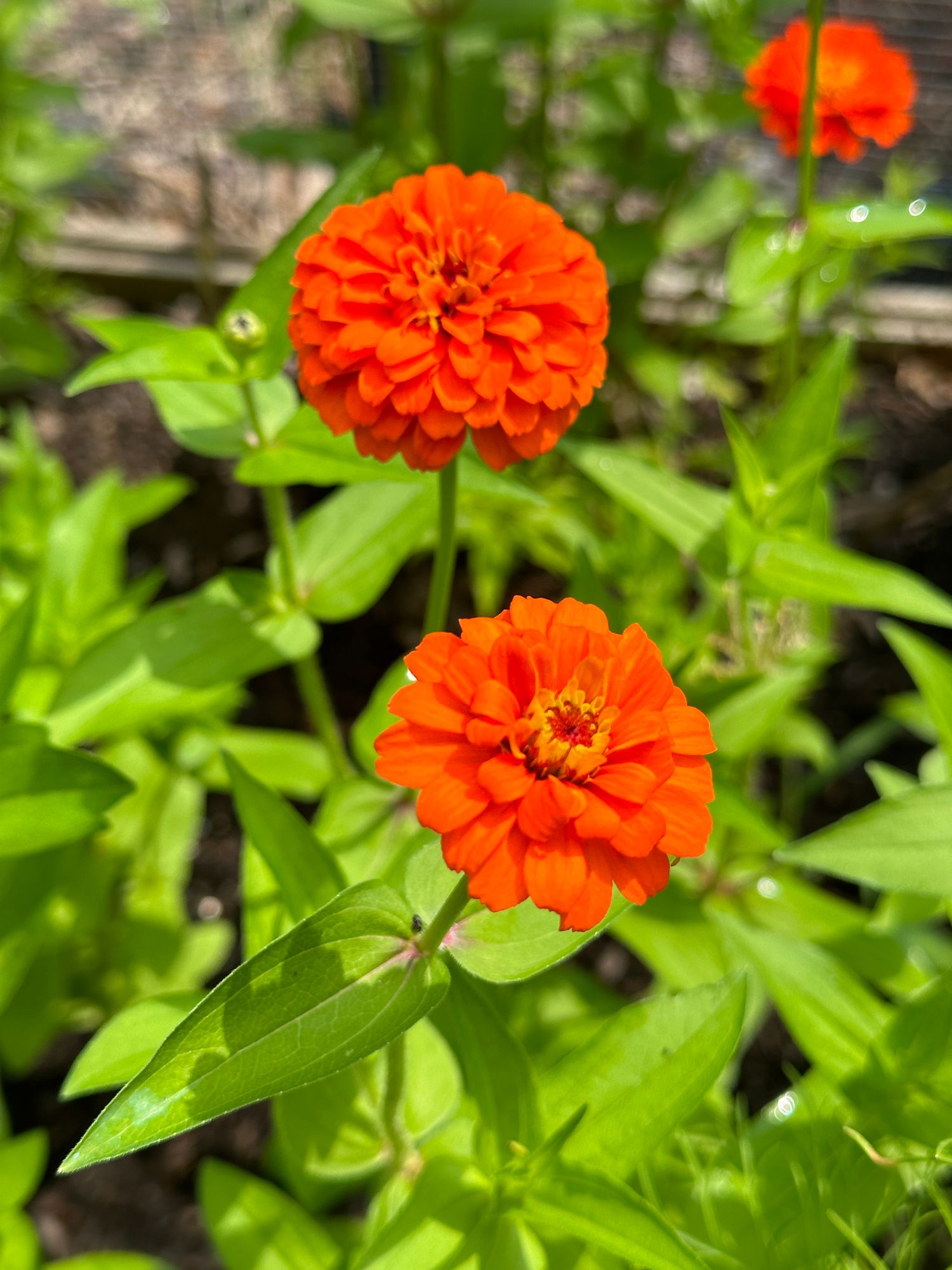 ZINNIA elegans Lilliput