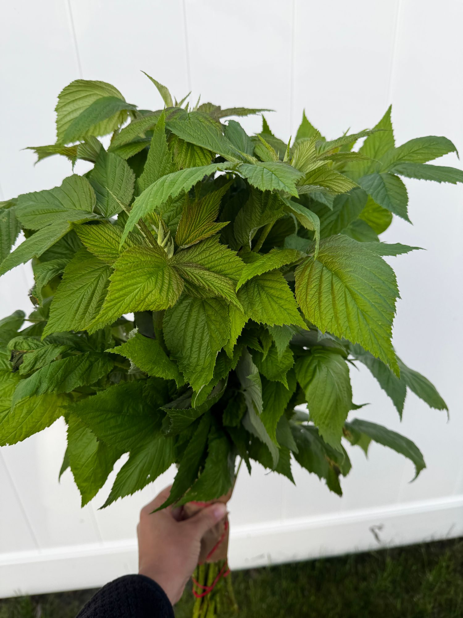 RUBUS allegheniensis