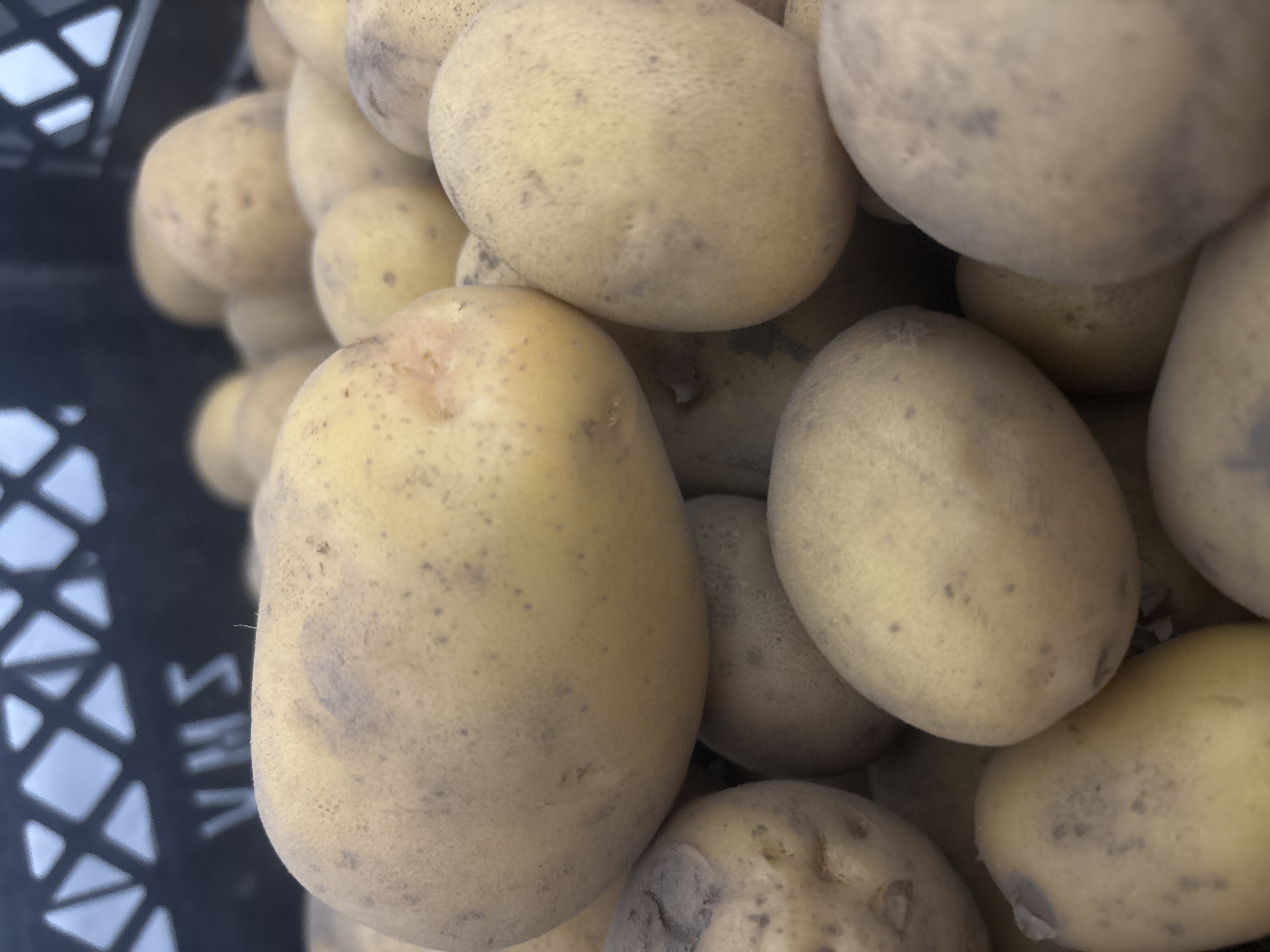 Organic Potatoes, Yellow "Jelly"