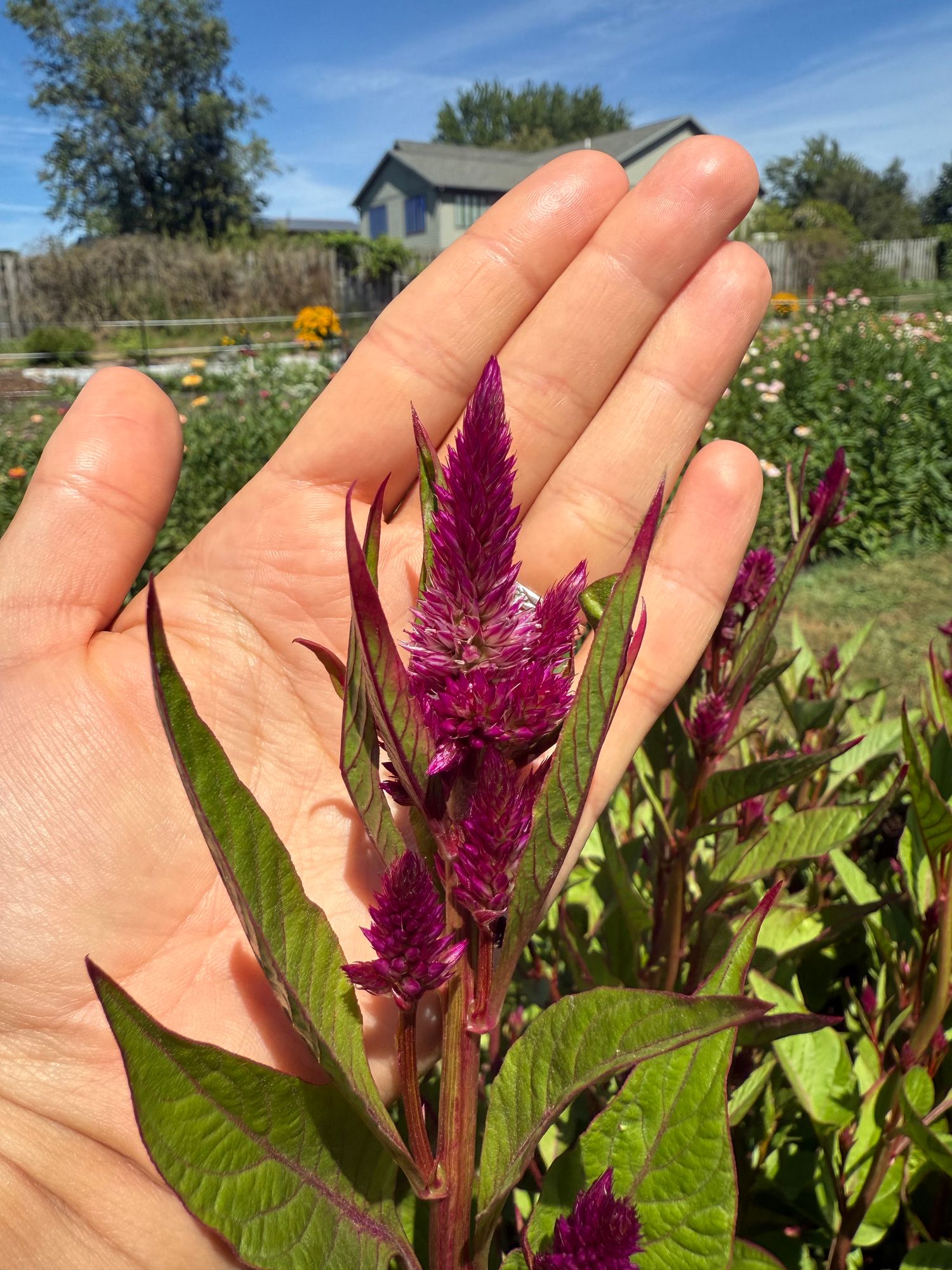 CELOSIA argentea spicata Celway Purple
