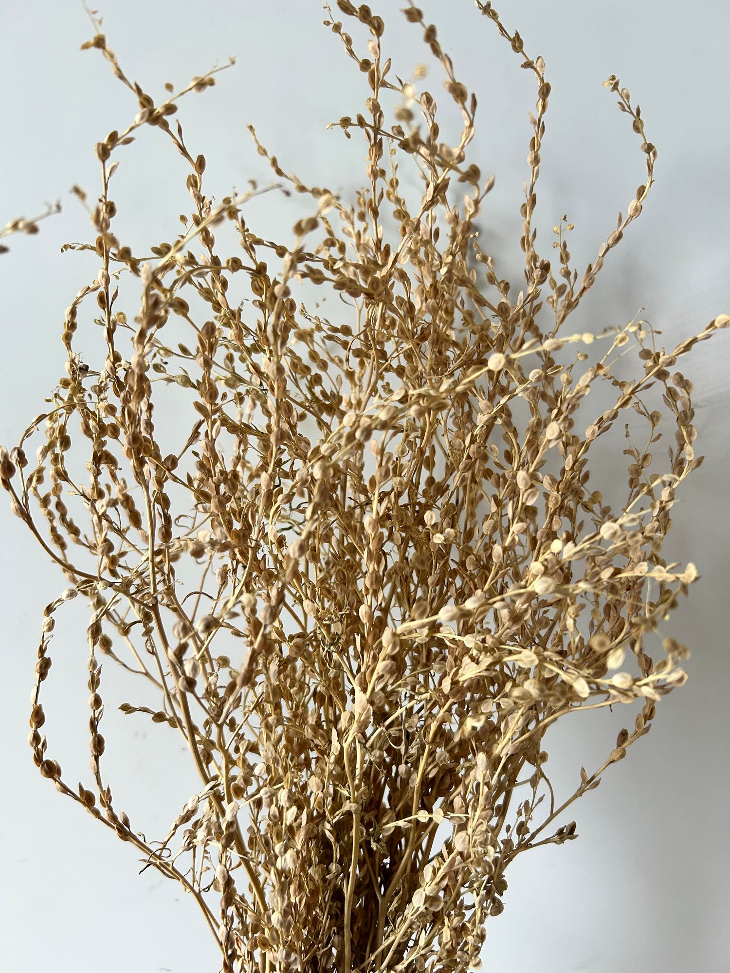 LEPIDIUM sativum Attraxa