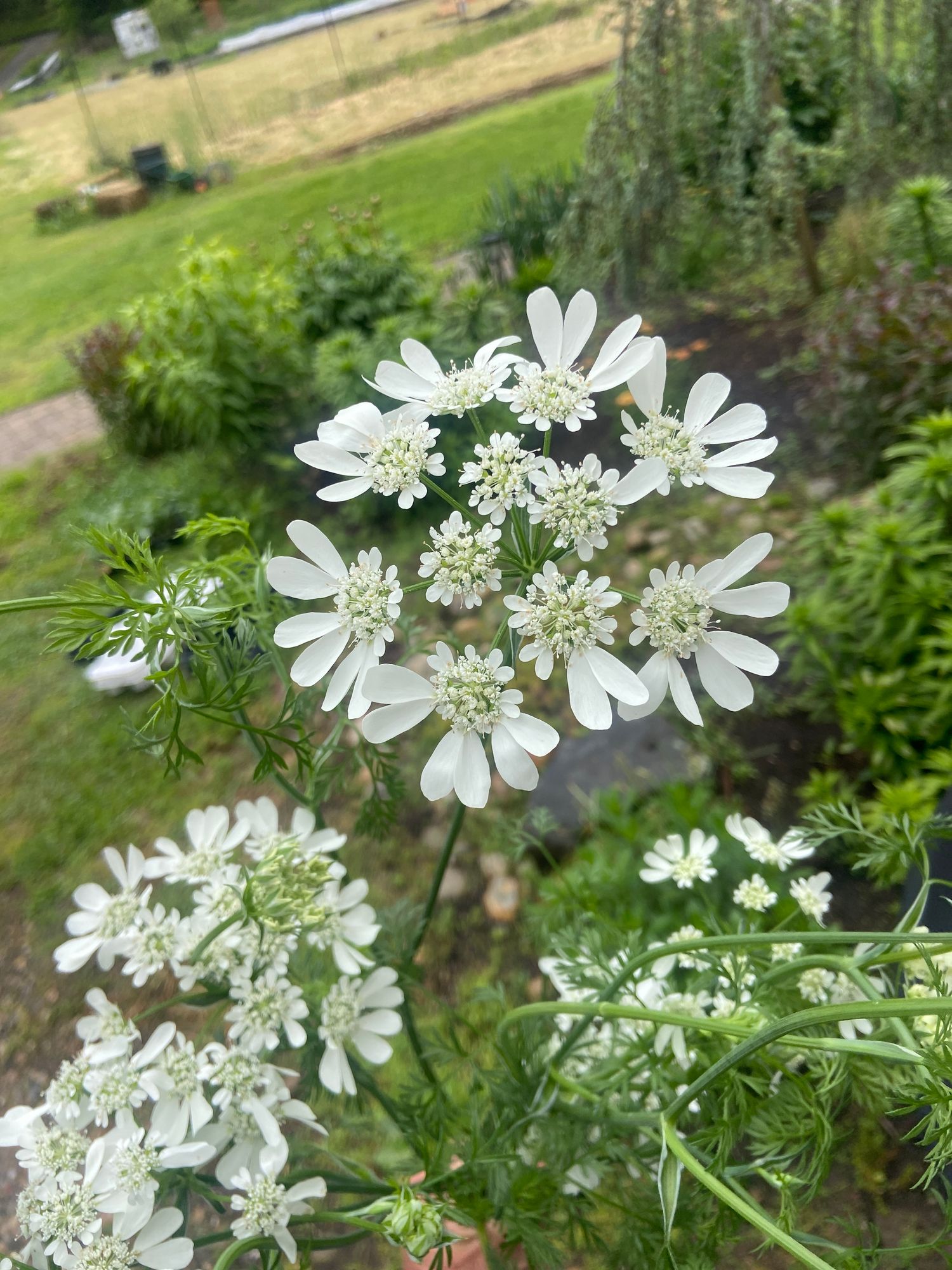 ORLAYA grandiflora