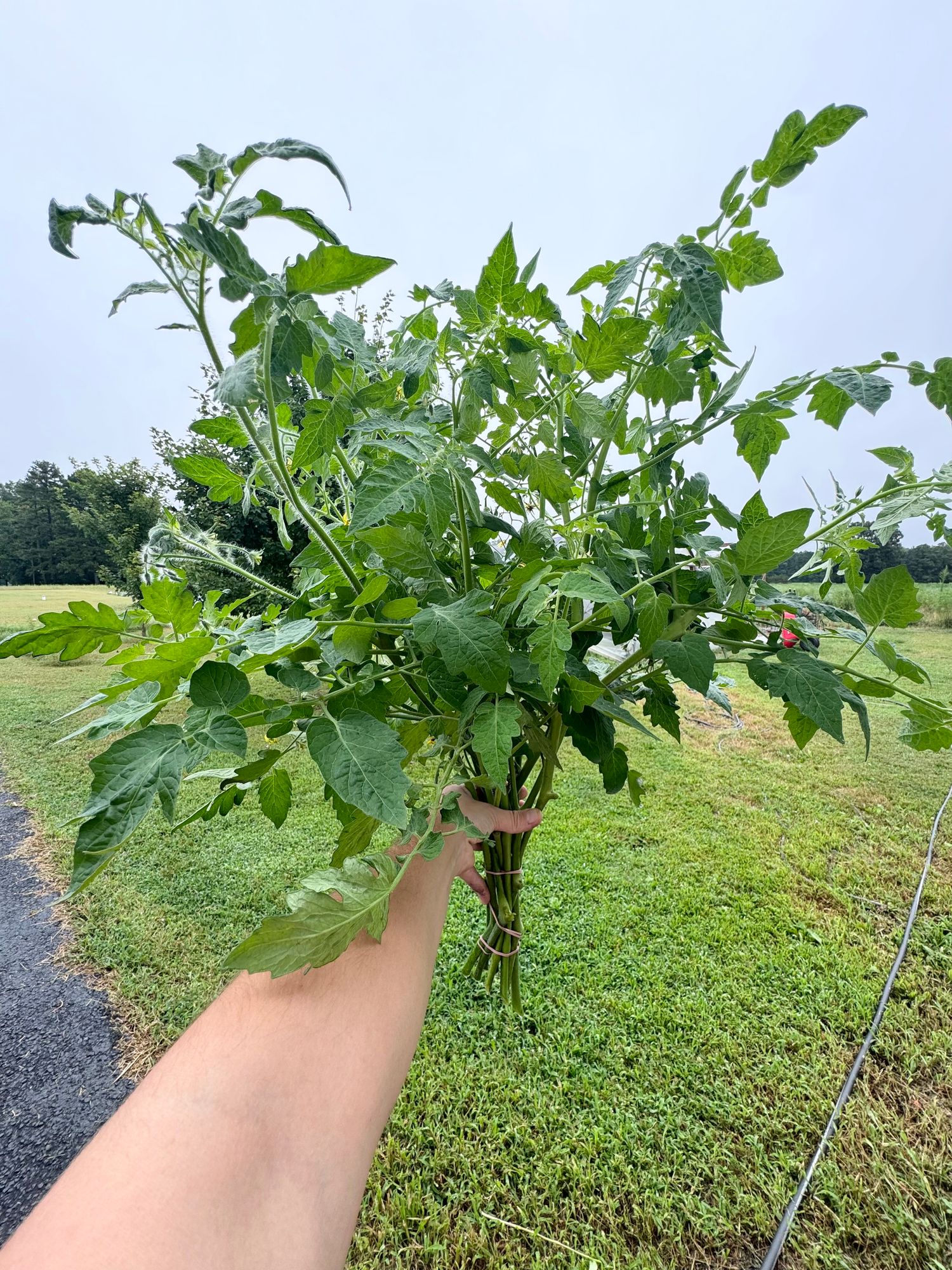 SOLANUM lycopersicum