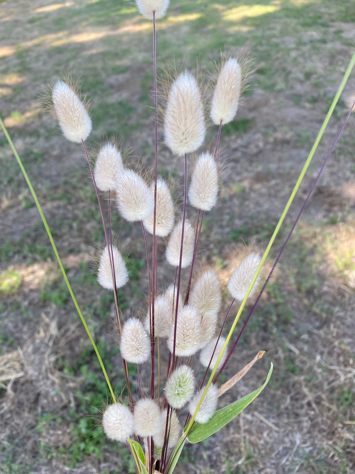 LAGURUS ovatus