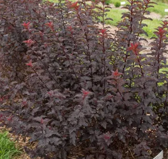 PHYSOCARPUS opulifolius