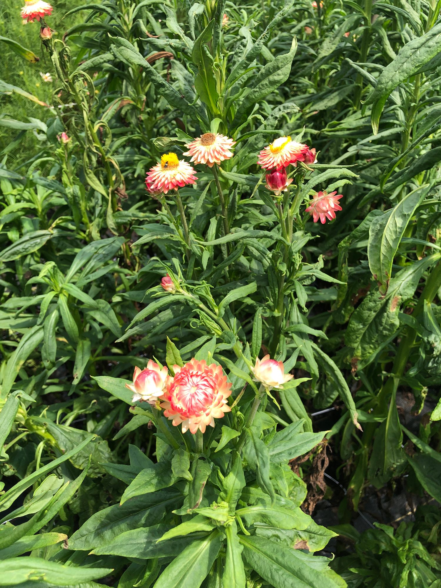 XEROCHRYSUM bracteatum Apricot Peach