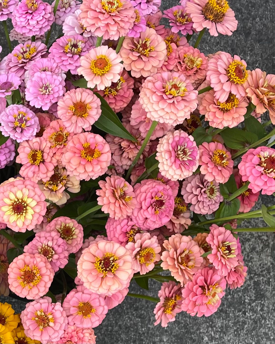 ZINNIA elegans Oklahoma Salmon