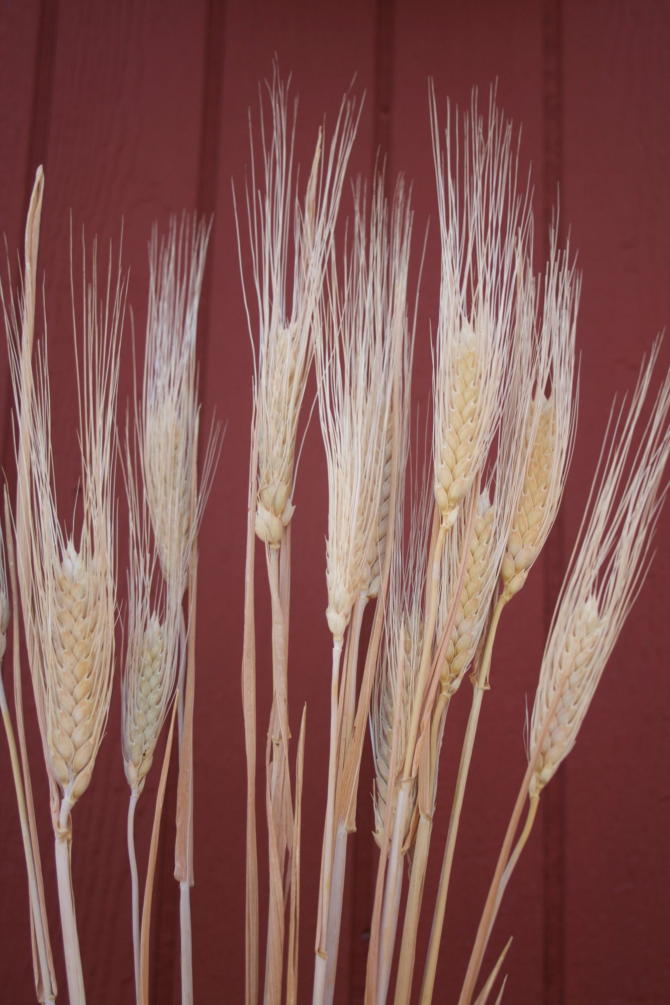 TRITICUM durum
