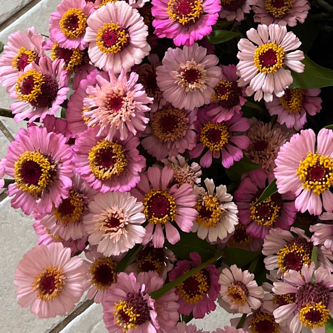 ZINNIA elegans Zinderella Lilac