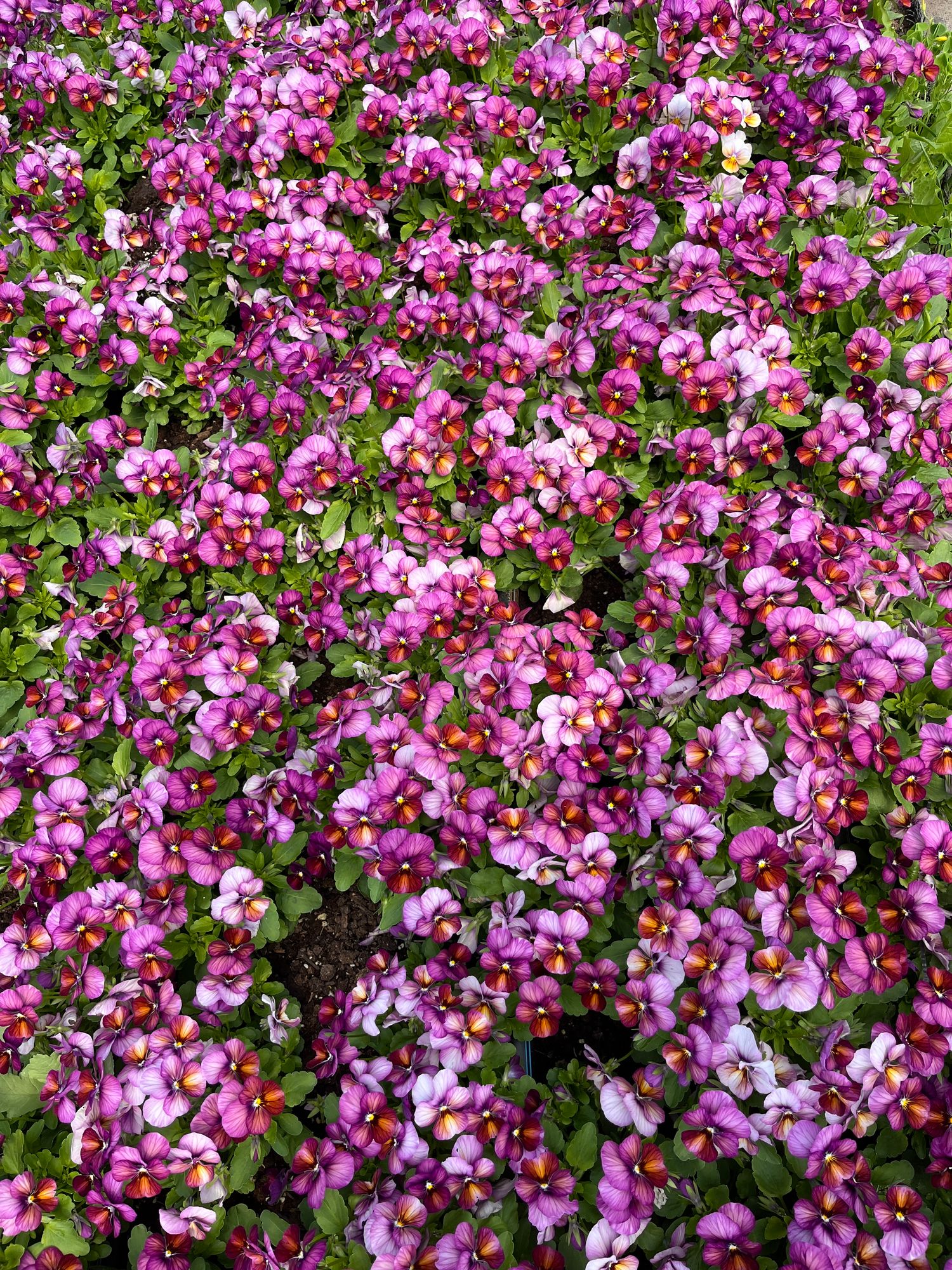 VIOLA cornuta Floral Power Plum Antique