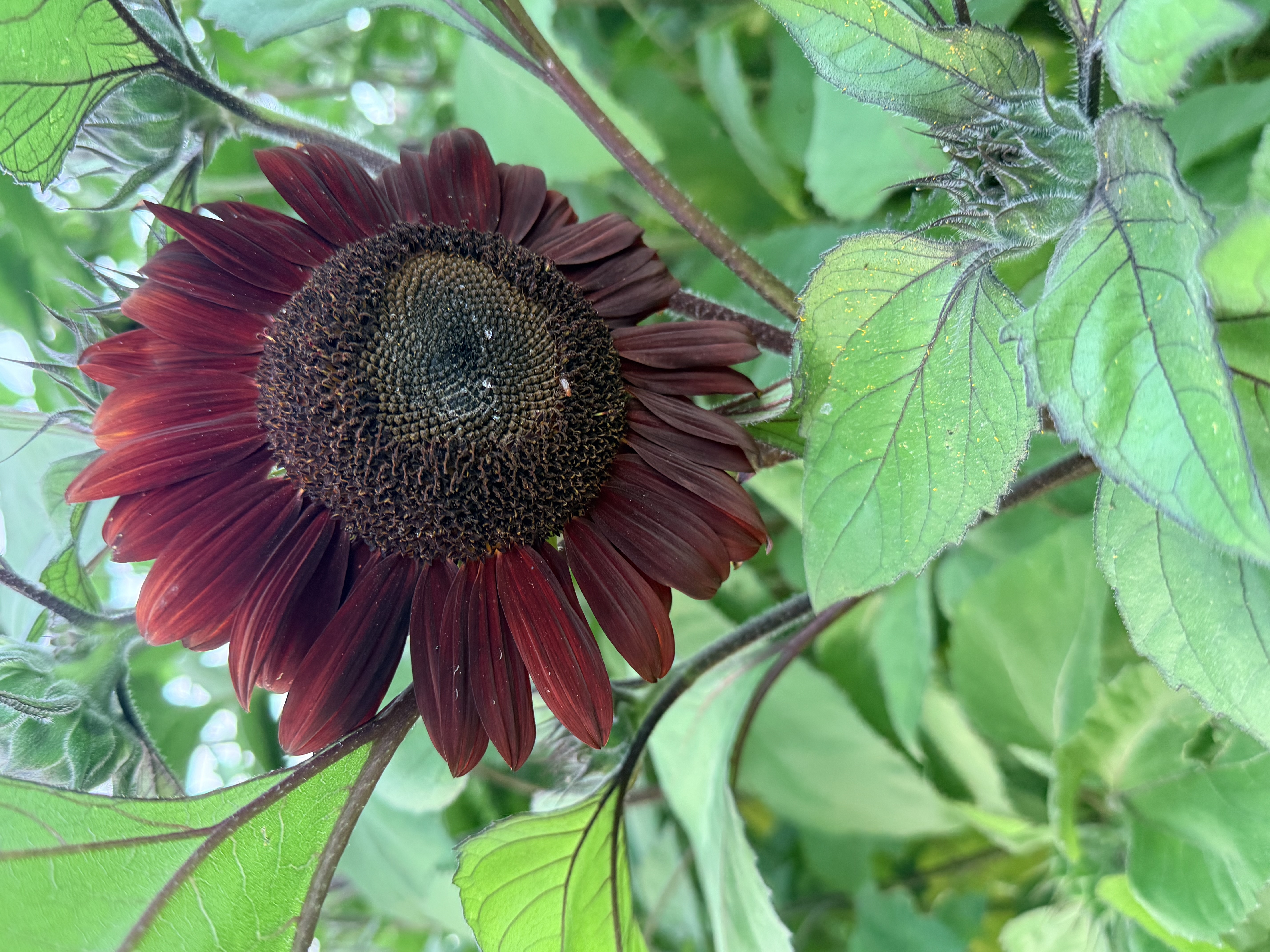 HELIANTHUS annuus
