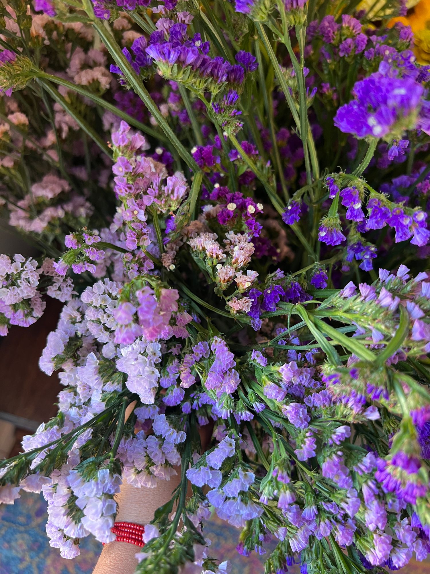 LIMONIUM sinuatum