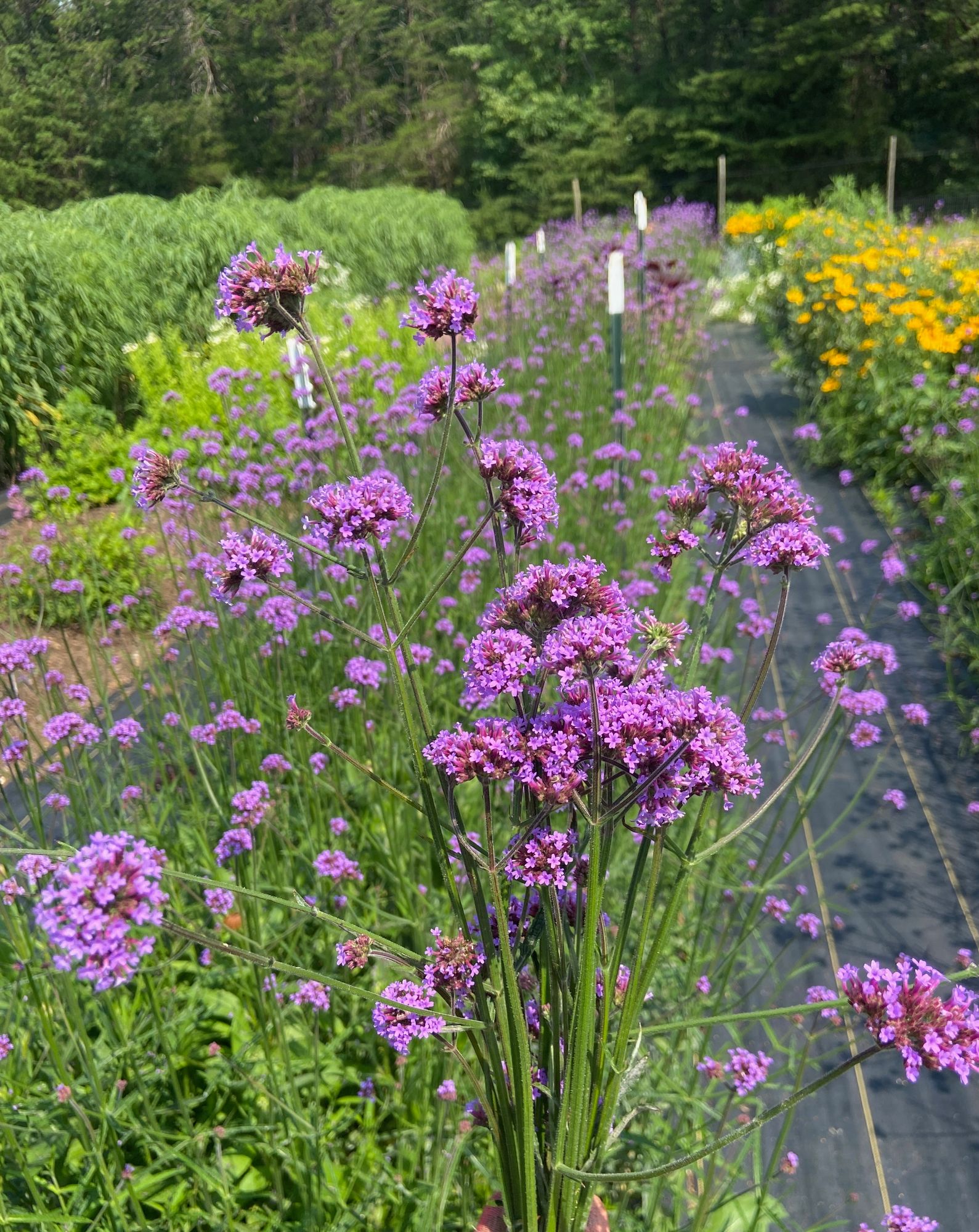 VERBENA bonariensis