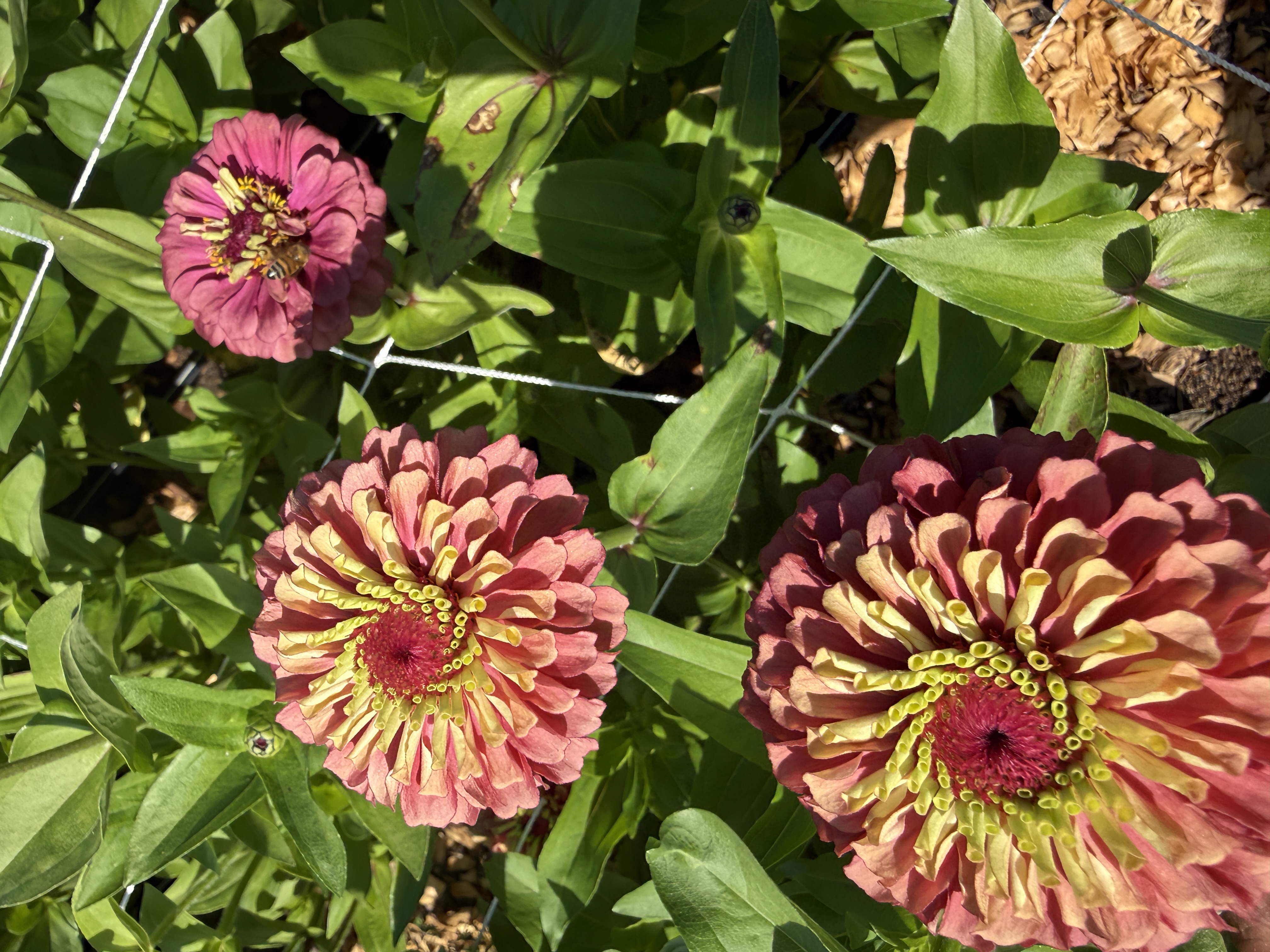 ZINNIA elegans Queeny Lime Red