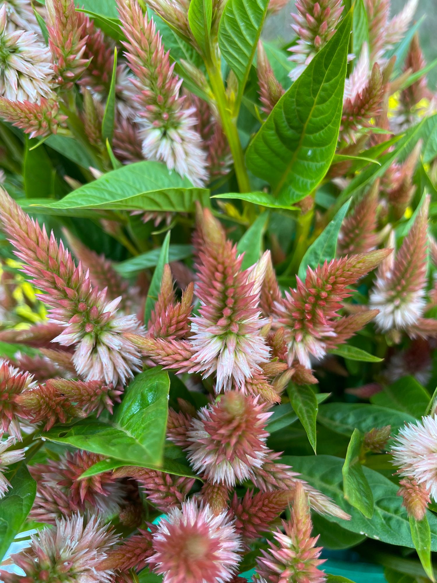 CELOSIA argentea spicata Celway Terracotta