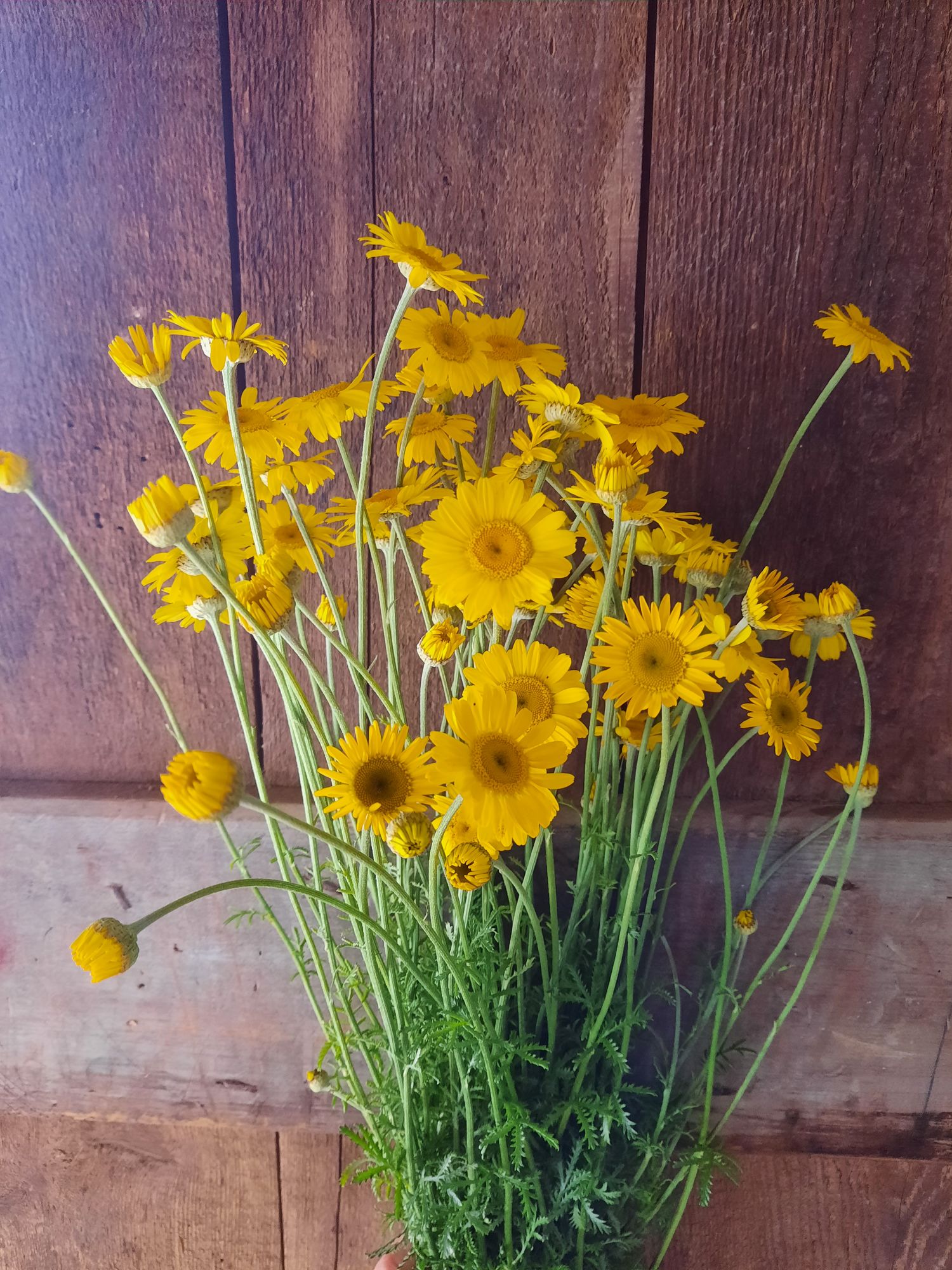 ANTHEMIS tinctoria