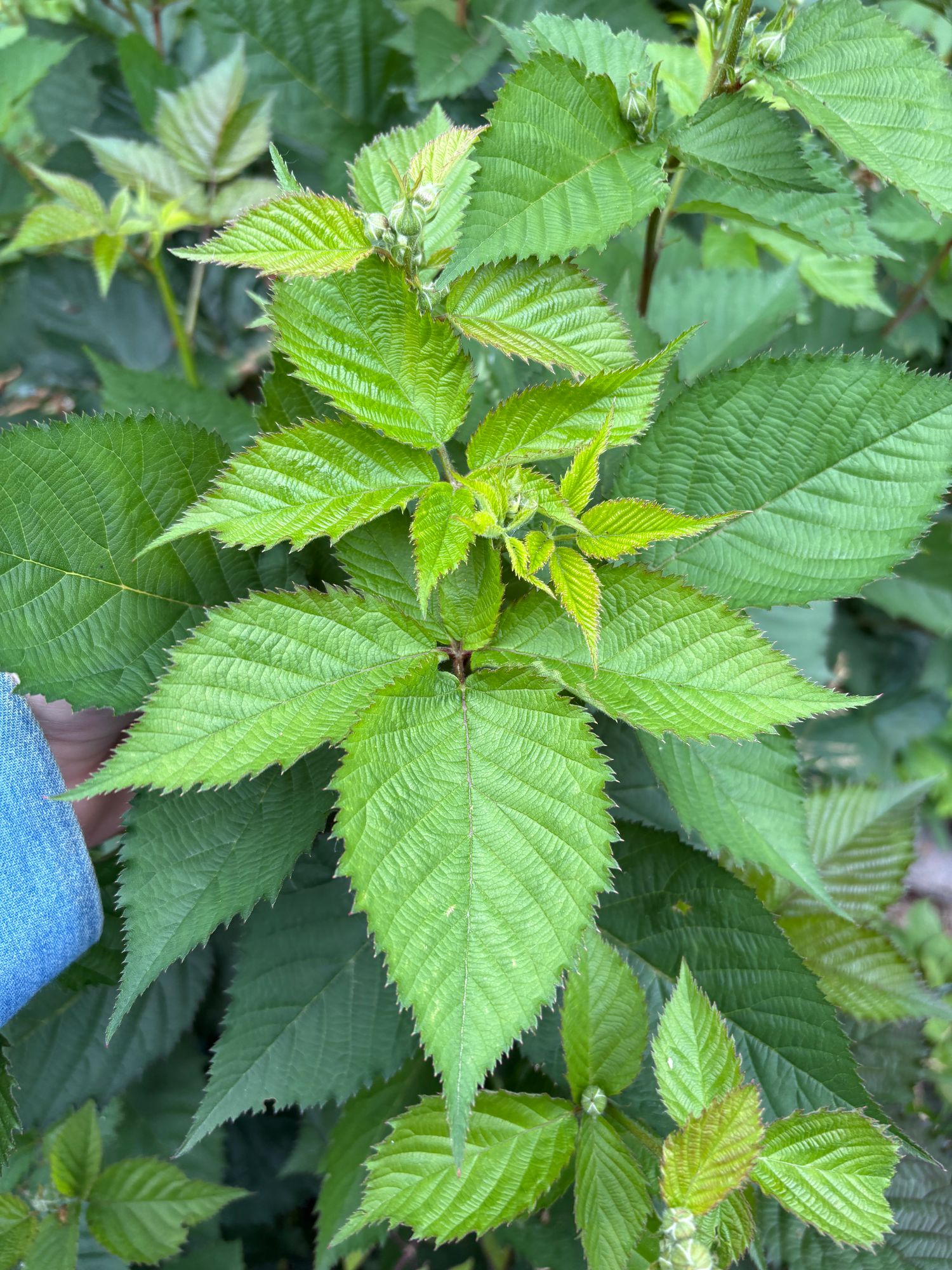 RUBUS fruticosus