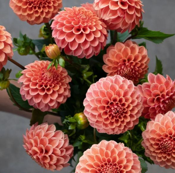 DAHLIA Rose Toscano