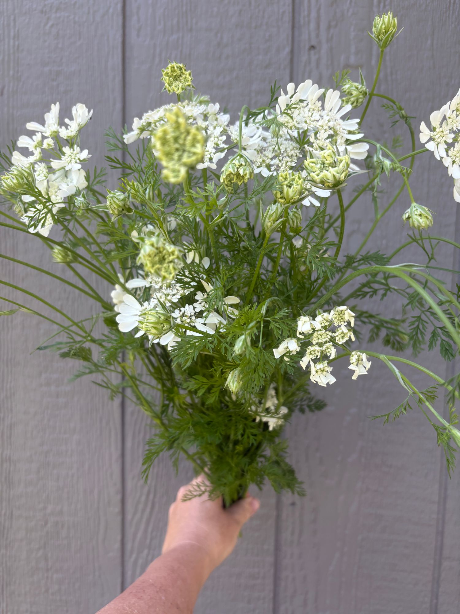 ORLAYA grandiflora