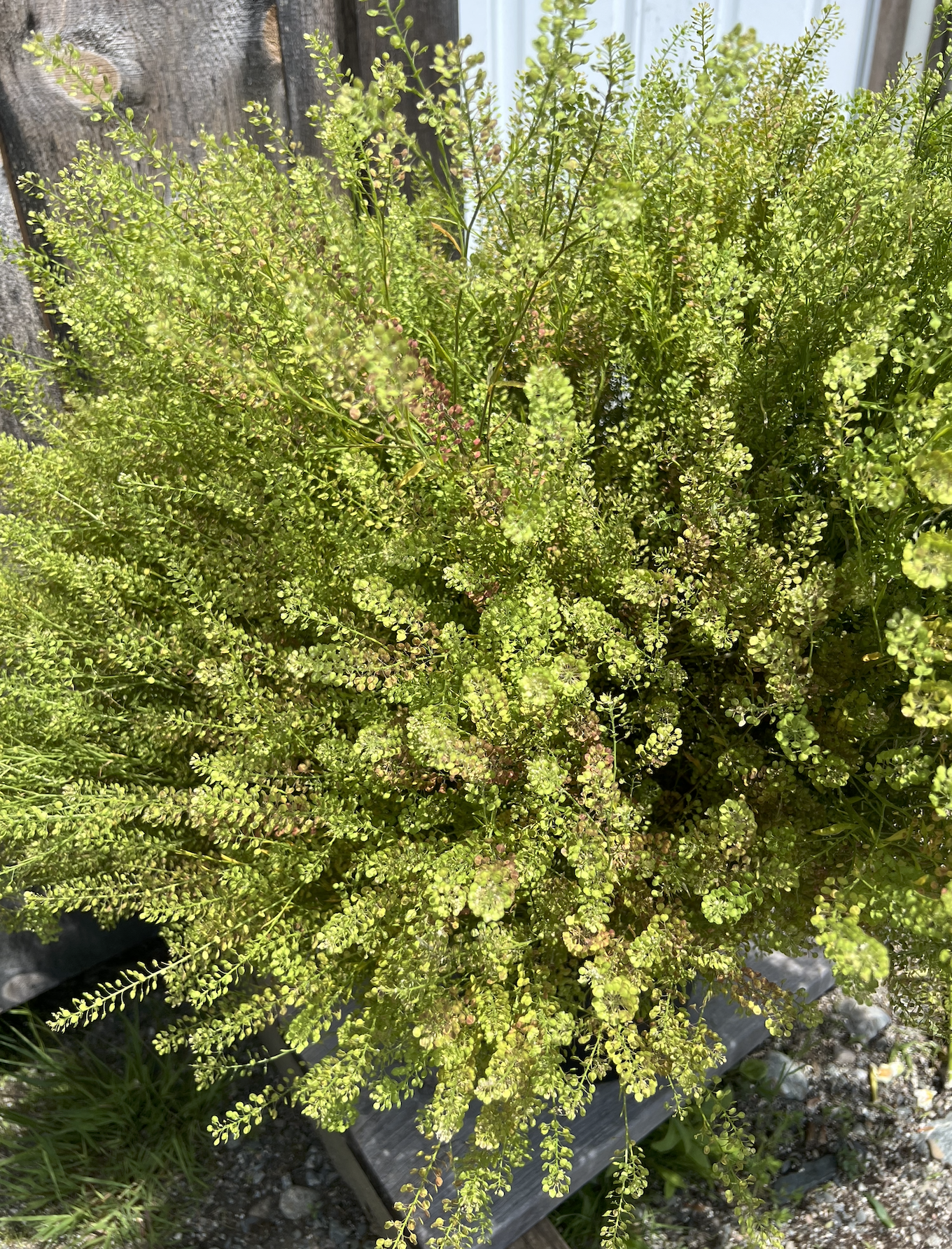 LEPIDIUM sativum Attraxa