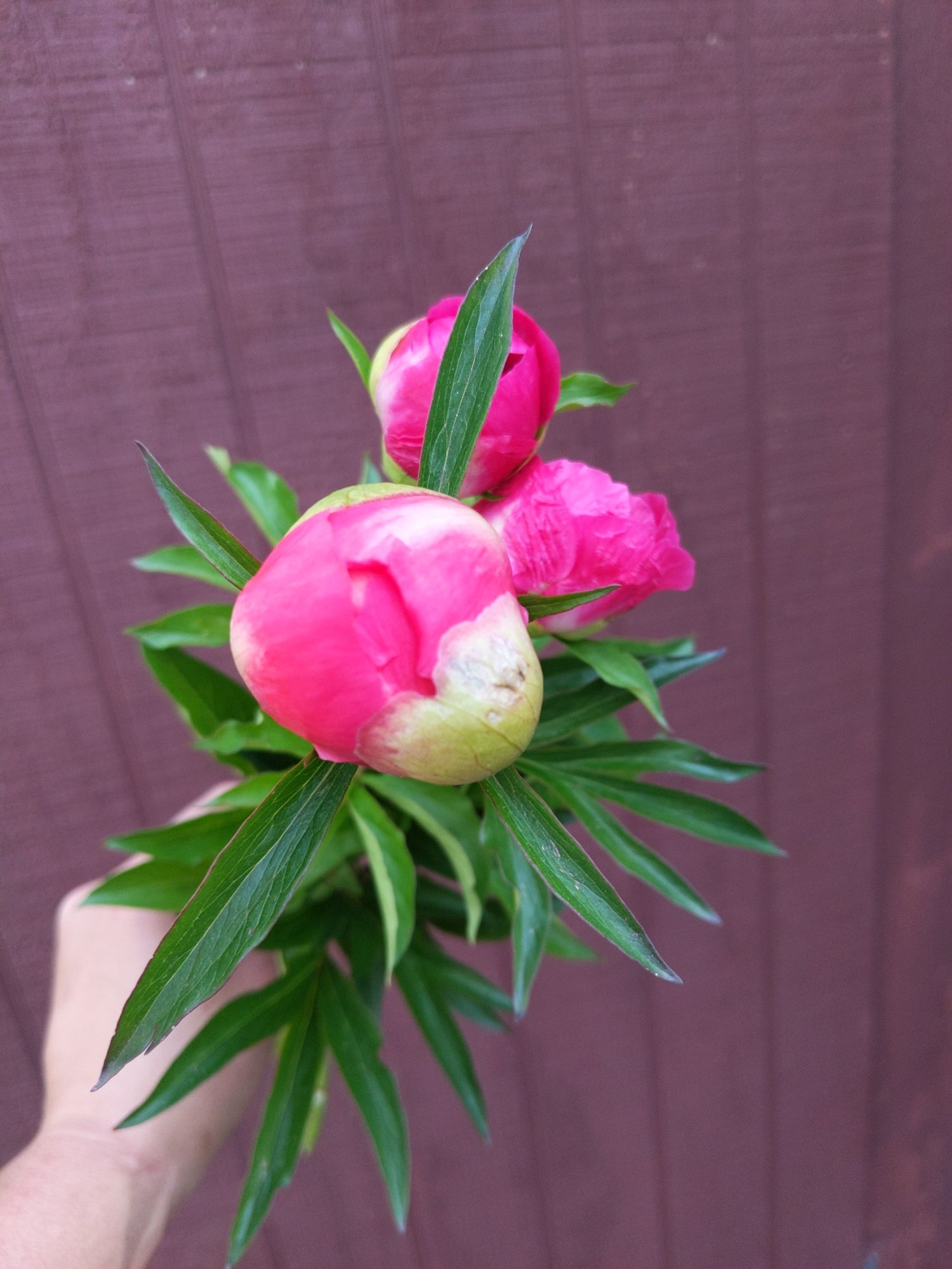 PAEONIA lactiflora Karl Rosenfield