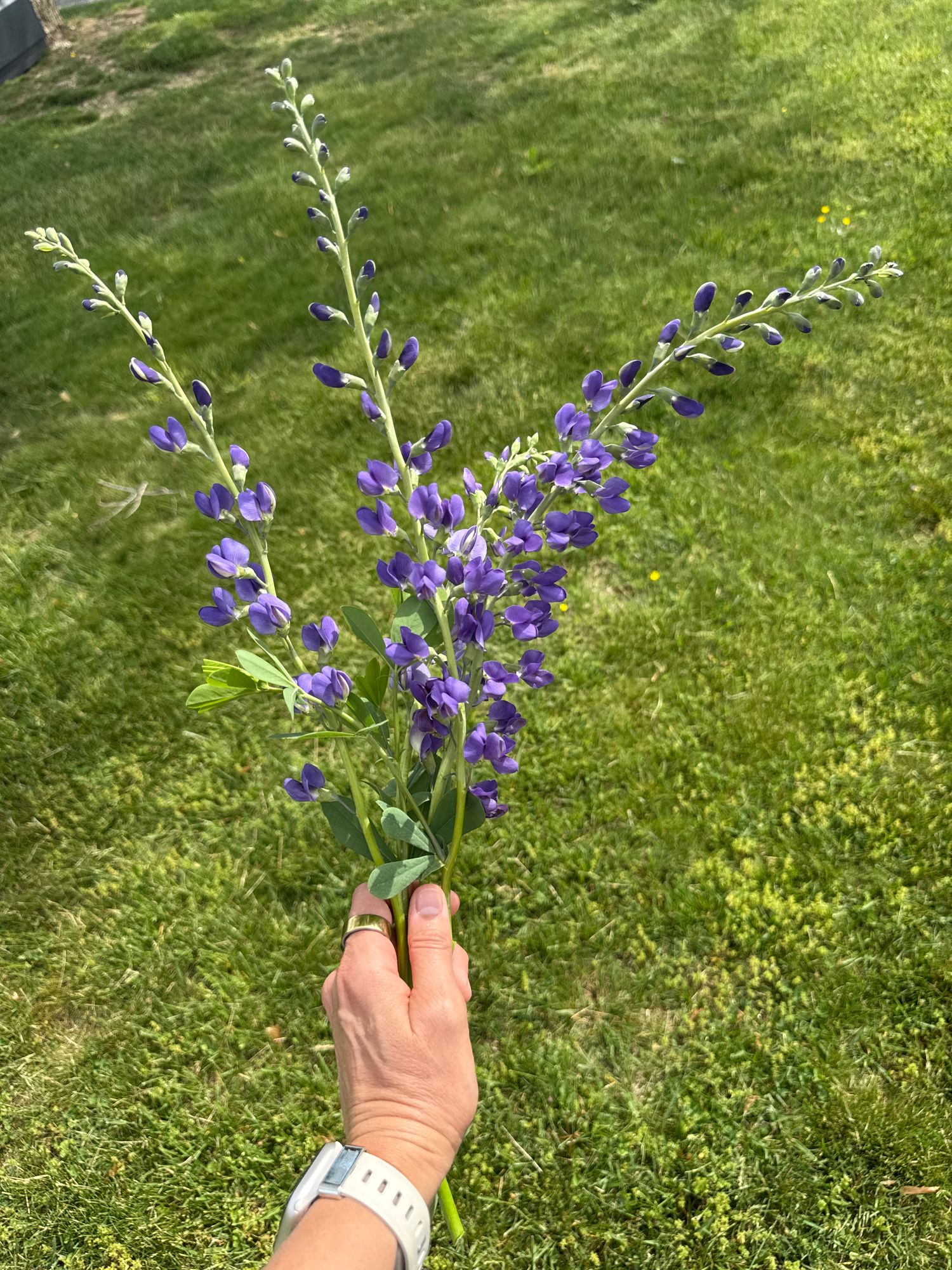 BAPTISIA australis