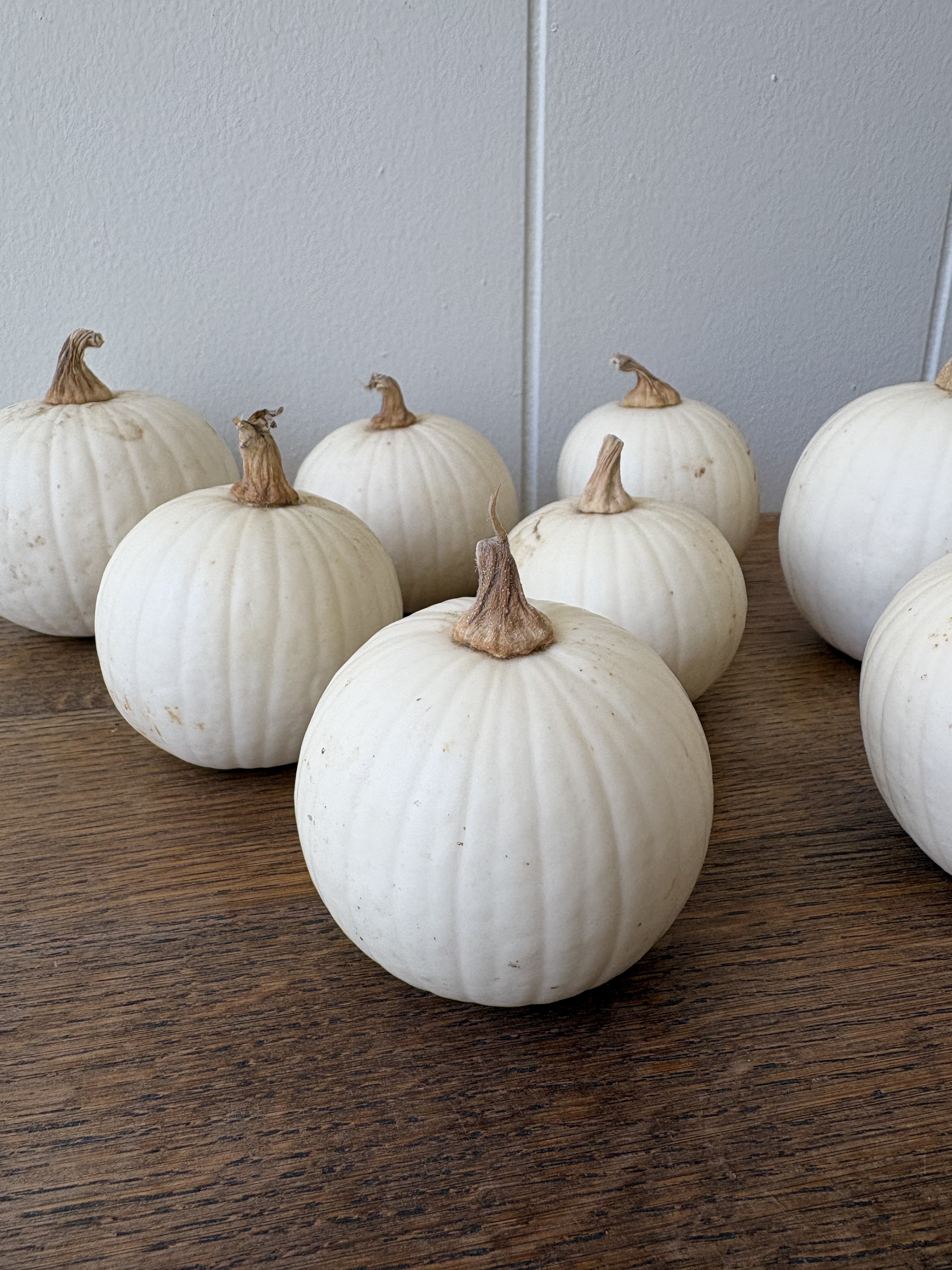 CUCURBITA