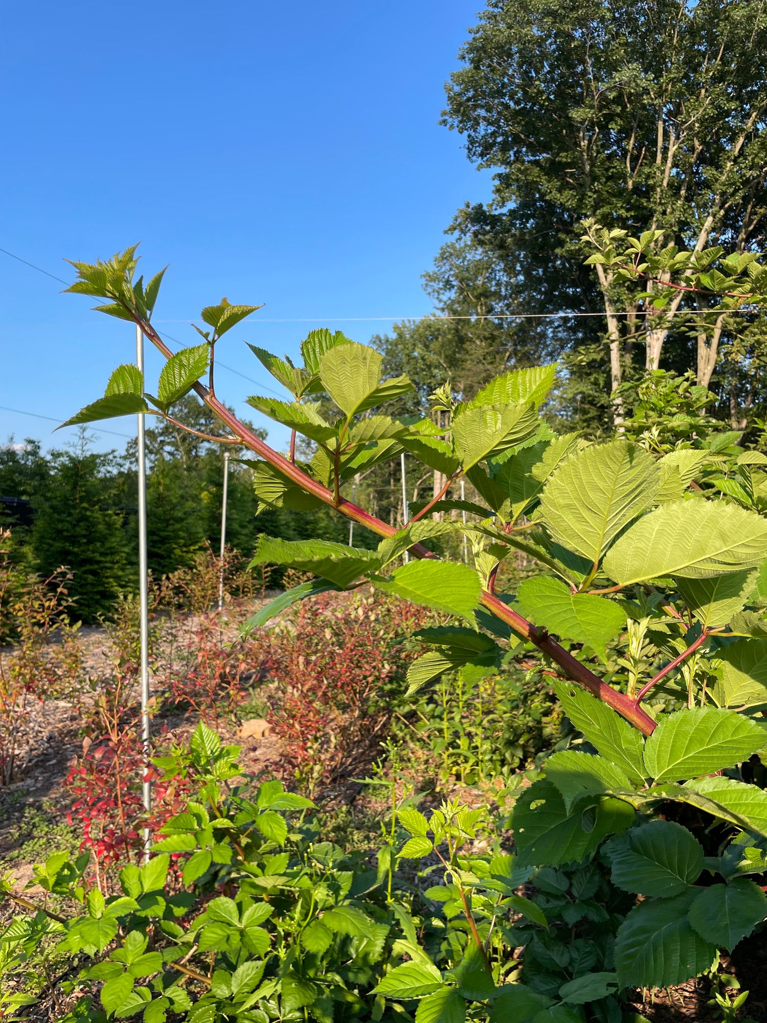 RUBUS ulmifolius