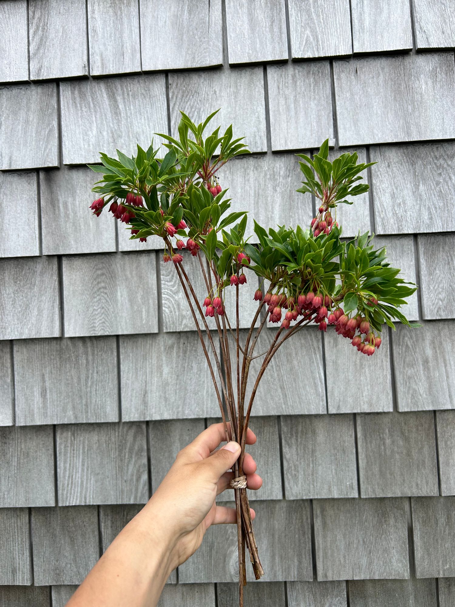 ENKIANTHUS campanulatus