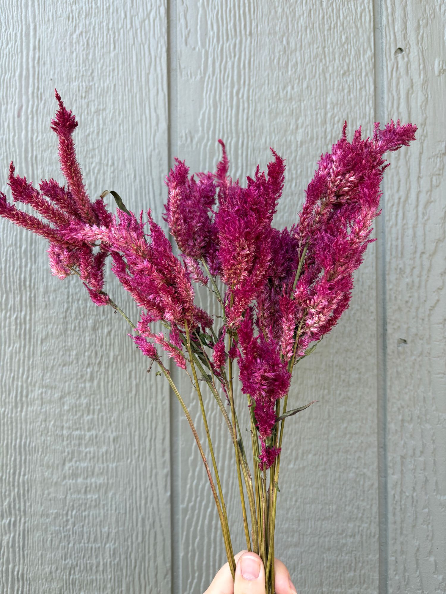 CELOSIA argentea