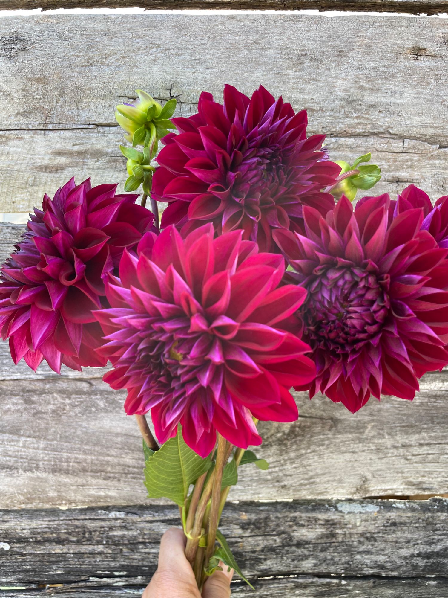 DAHLIA Diva