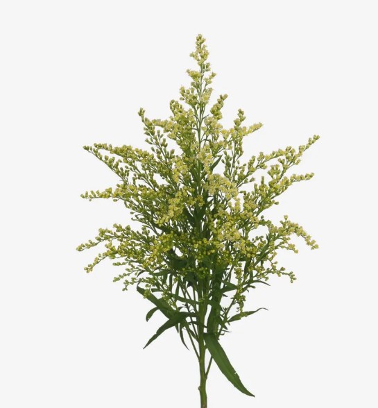 SOLIDAGO sp Glory Moonlight Glory