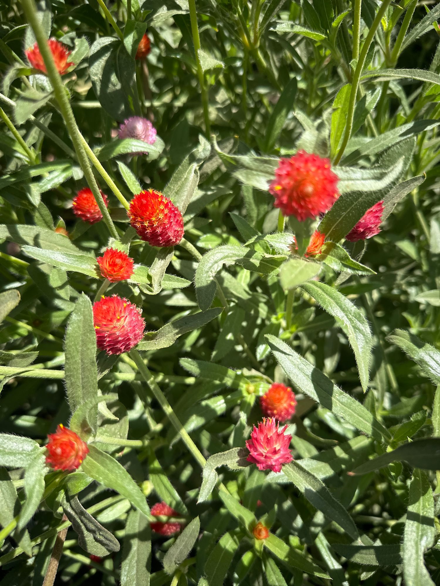GOMPHRENA haageana Strawberry Fields