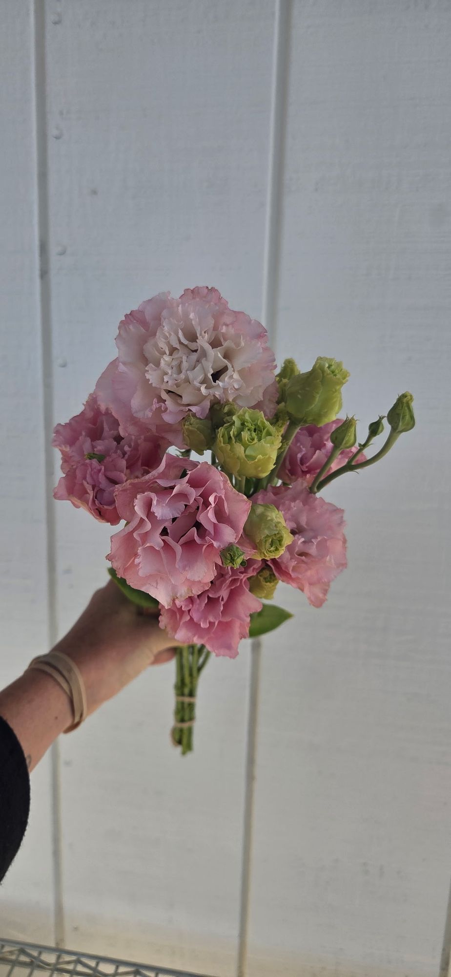 EUSTOMA grandiflorum Celeb Madonna